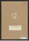 Coscinodiscus radiatus var. glacialis Grun. (de-Toni-Nr.: Genus 202, Species 4972) Zeichnungen Sammlung Grunow Nr. 8583 (NHMW-BOT-W0378232)